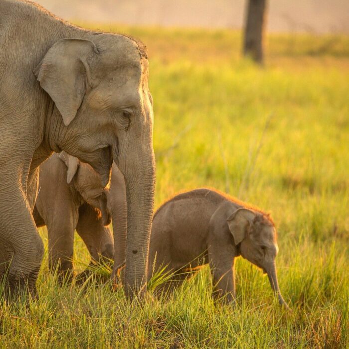 Elephants and calves graze together in the field.