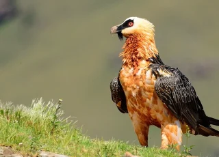 Bearded-Vulture_Jan-van-Biljon_Shutterstock-4_ae9qra