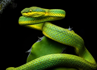LARGE SCAPE PIT VIPER