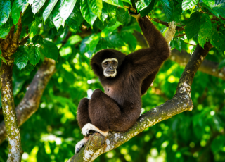 HOOLOCK GIBBON