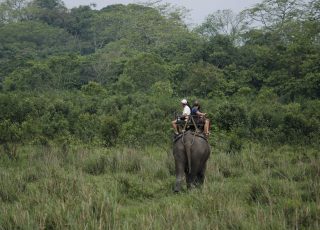 KAZIRANGA ELEPHANT