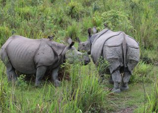 RHINOS