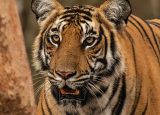 RANTHAMBHORE TIGER