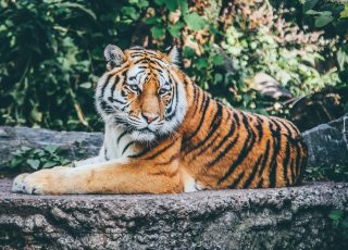 orange tiger on grey concrete flooring