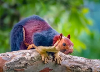multicoloured-squirrel1