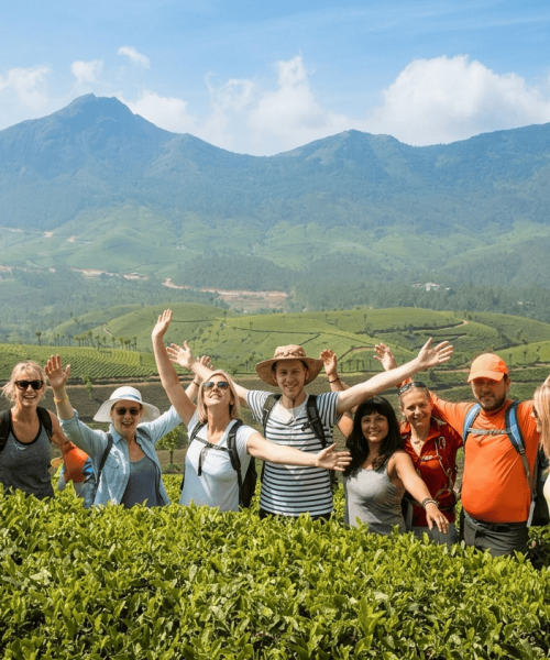 munnar tea garden