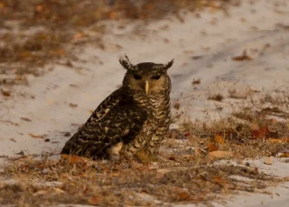 owl