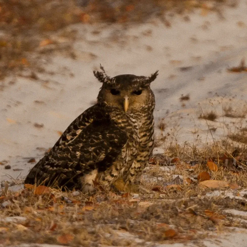 owl