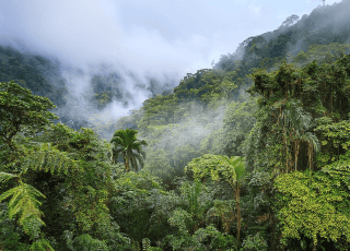 pngtree-dense-rainforest-with-a-misty-ethereal-feel-showcasing-the-lush-green-picture-image_16002391