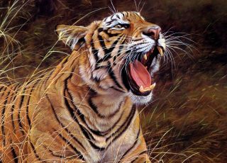 tiger roar